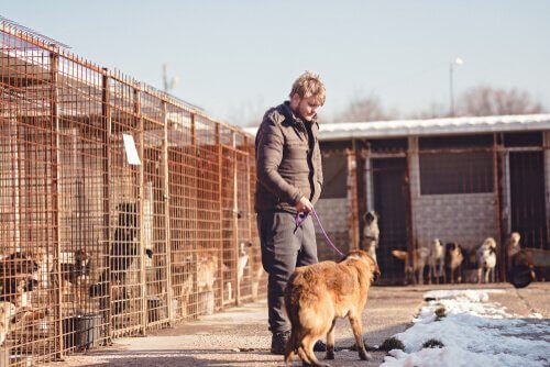 passear com cães de abrigos