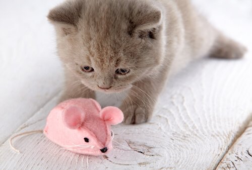 Gatinho brincando com rato de pelúcia