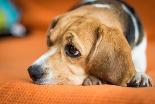 Quando seu animal de estimação precisa de um psicólogo?