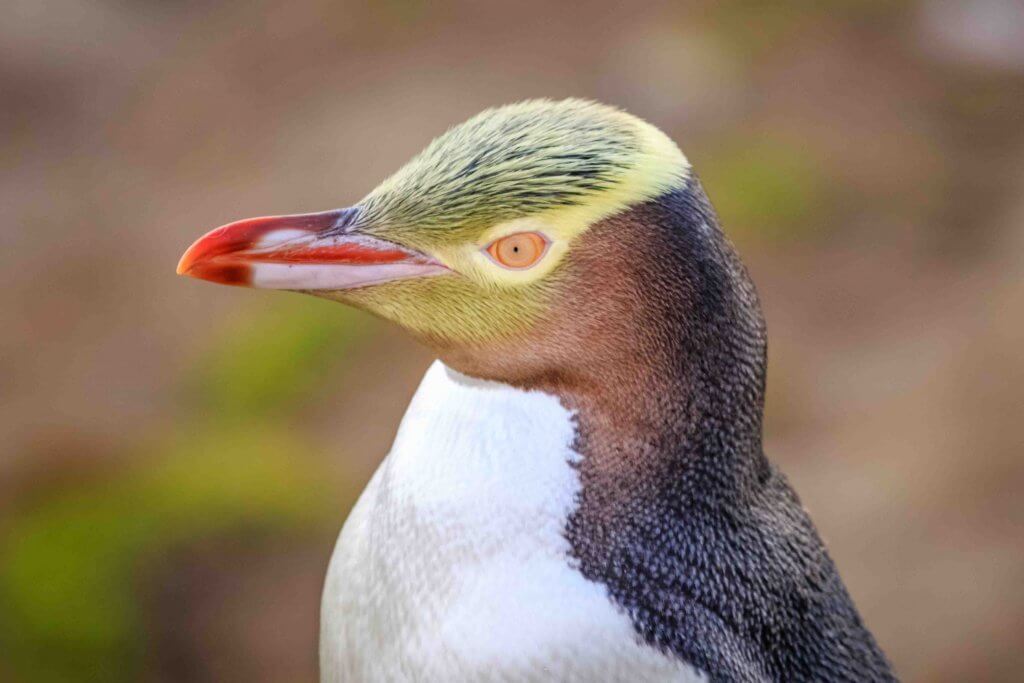 Pinguim de olho amarelo