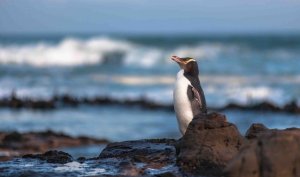 O pinguim que está em perigo por causa da pesca