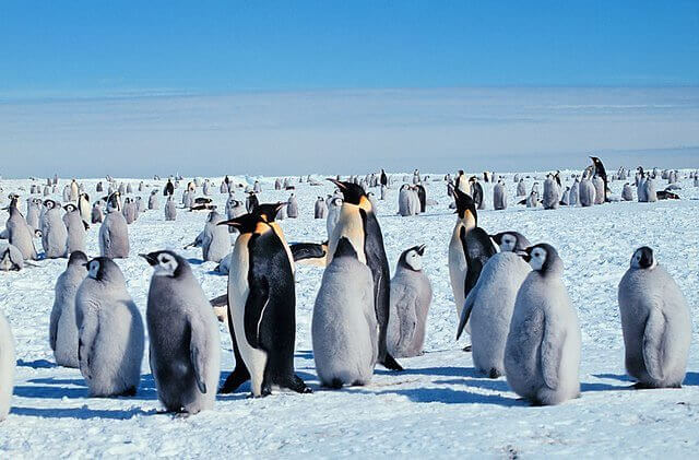 Pinguins