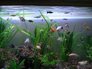 Como escolher as plantas para um aquário?