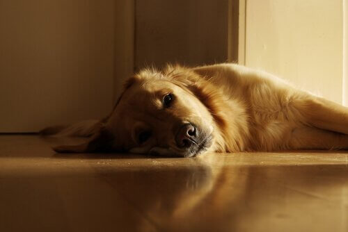 cão tomando sol