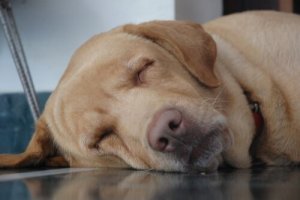 Posturas de repouso: como seu cão dorme?