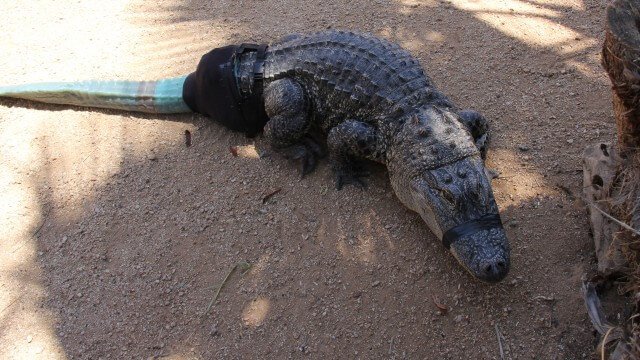 crocodilo com prótese