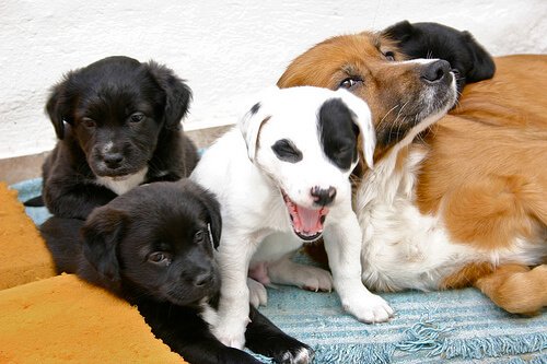 O que é o puerpério canino?