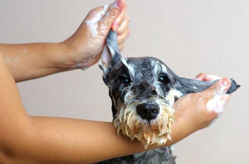 Como eliminar o cheiro de cachorro molhado