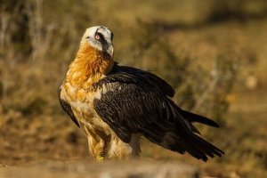 Quebra-ossos: características, comportamento e habitat