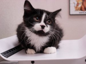 O que é feito numa revisão veterinária?