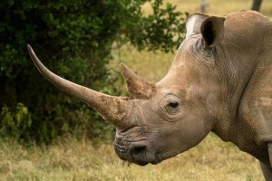Rinoceronte: características, comportamento e habitat