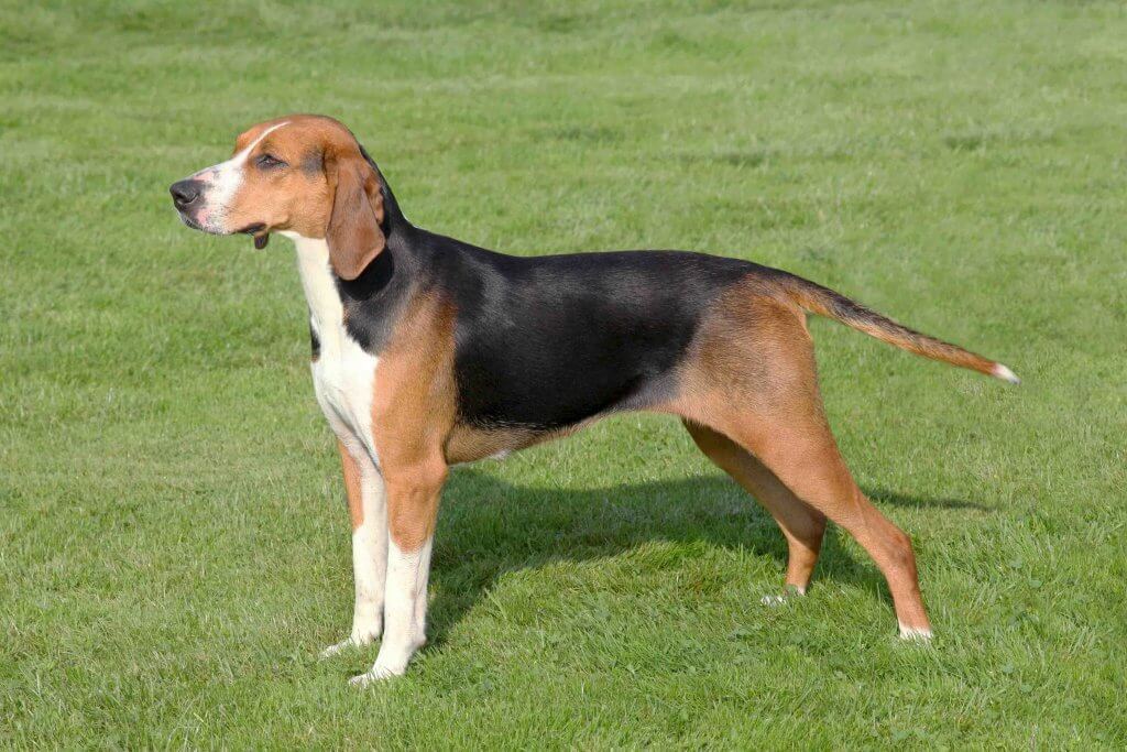 Cães de caça mais famosos: Sabujo de Hamilton