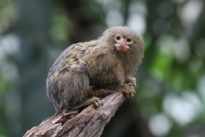 Sagui: características, comportamento e habitat