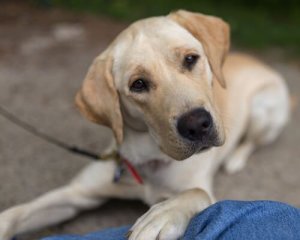 Seu cão pode ajudar em casa? Saiba aqui!
