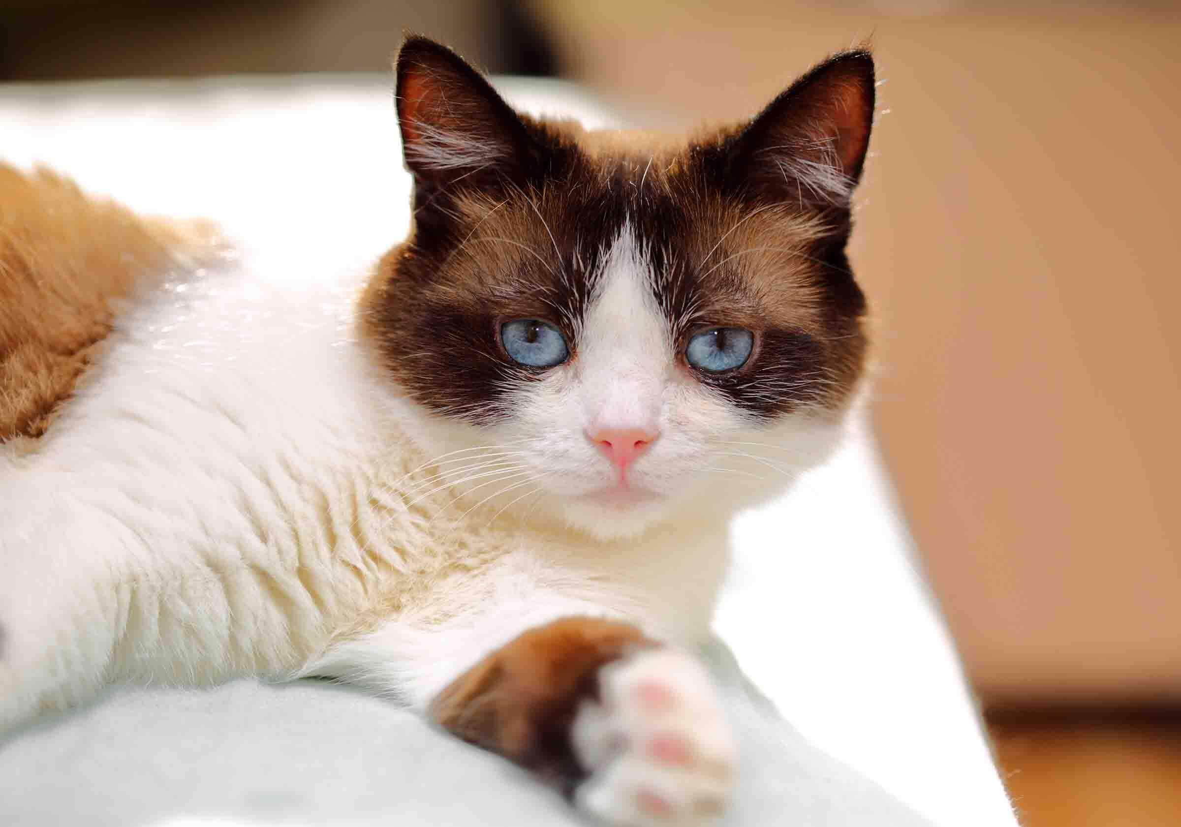 Gato Snowshoe