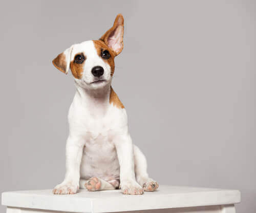 Movimentos de orelha dos cães: o que significam?