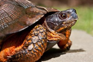 Tartarugas domésticas: conheça 4 tipos