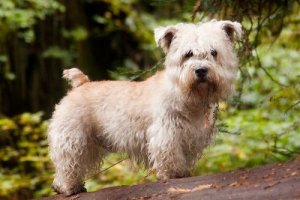 Glen do Imaal: conheça aqui esse Terrier irlandês