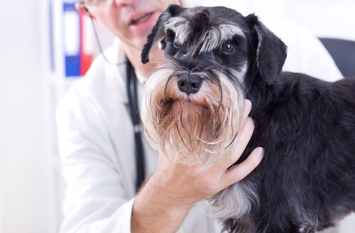 cão com veterinário