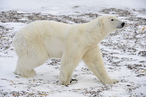urso polar