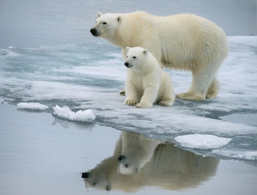 Urso polar com filhote