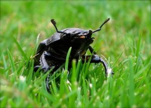 Vaca-loura: o maior escaravelho europeu