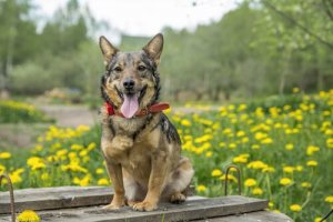 Vallhund sueco: o cão dos vikings