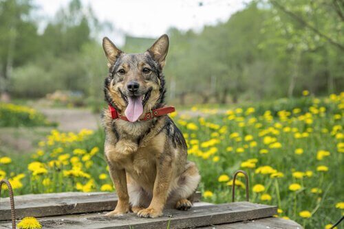 Vallhund sueco: o cÃ£o dos vikings