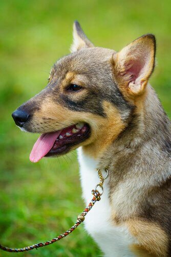 vallhund sueco 