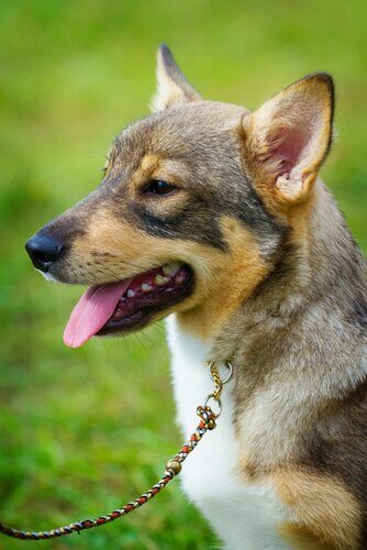 vallhund sueco