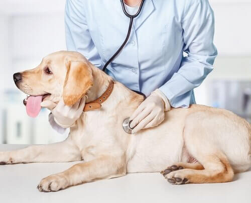 Veterinária auscultando cachorro