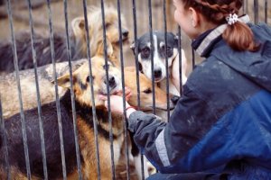 O que faz um voluntário em uma associação protetora de animais?