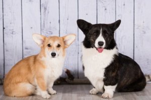 Welsh Corgi Cardigan