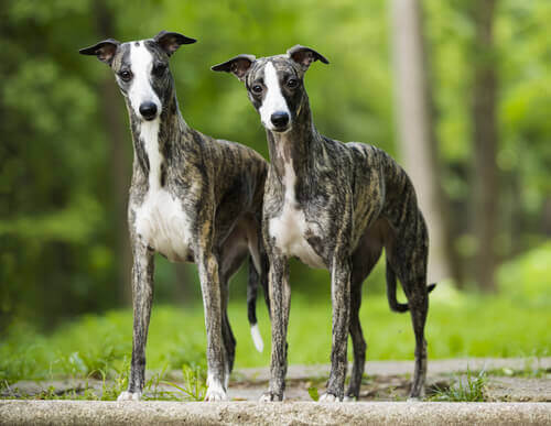 Whippets