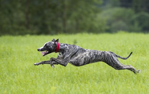 Whippet correndo