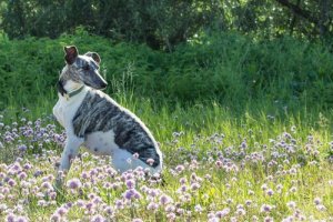 Whippet, um galgo com uma personalidade própria