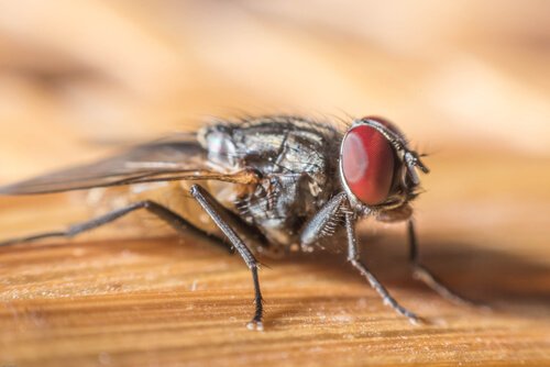 9 espécies de moscas