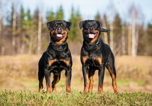 Rottweiler