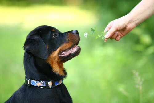 Filhote de Rottweiler recebendo uma flor