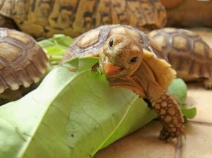 Como é a alimentação das tartarugas africanas?