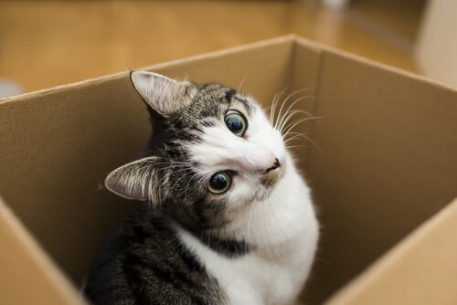gato numa caixa