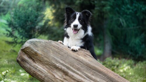 5 VANTAGENS e DESVANTAGENS de adotar um BORDER COLLIE 🐶✓ 