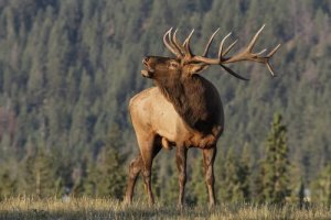 Alce: características, comportamento e habitat