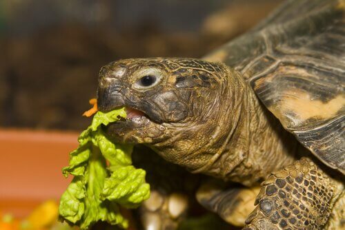 tartaruga comendo alface