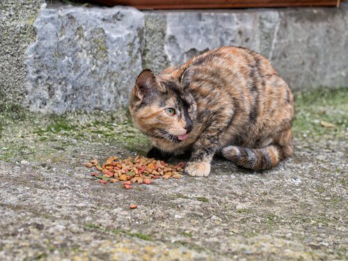 Gato de rua comendo ração