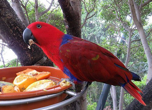 Pássaro vermelho comendo