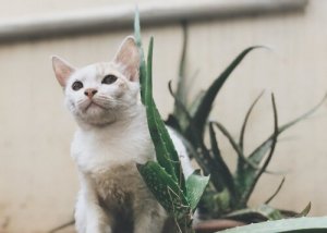 A aloe vera traz algum benefício para os nossos animais de estimação?