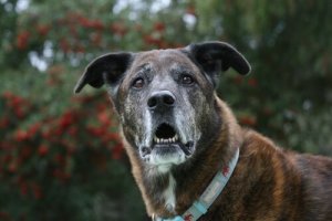 Alzheimer em cães: verdade ou mentira?