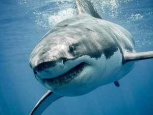 Os animais com as mandíbulas mais fortes