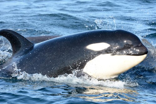 Os animais com as mandíbulas mais fortes: orca